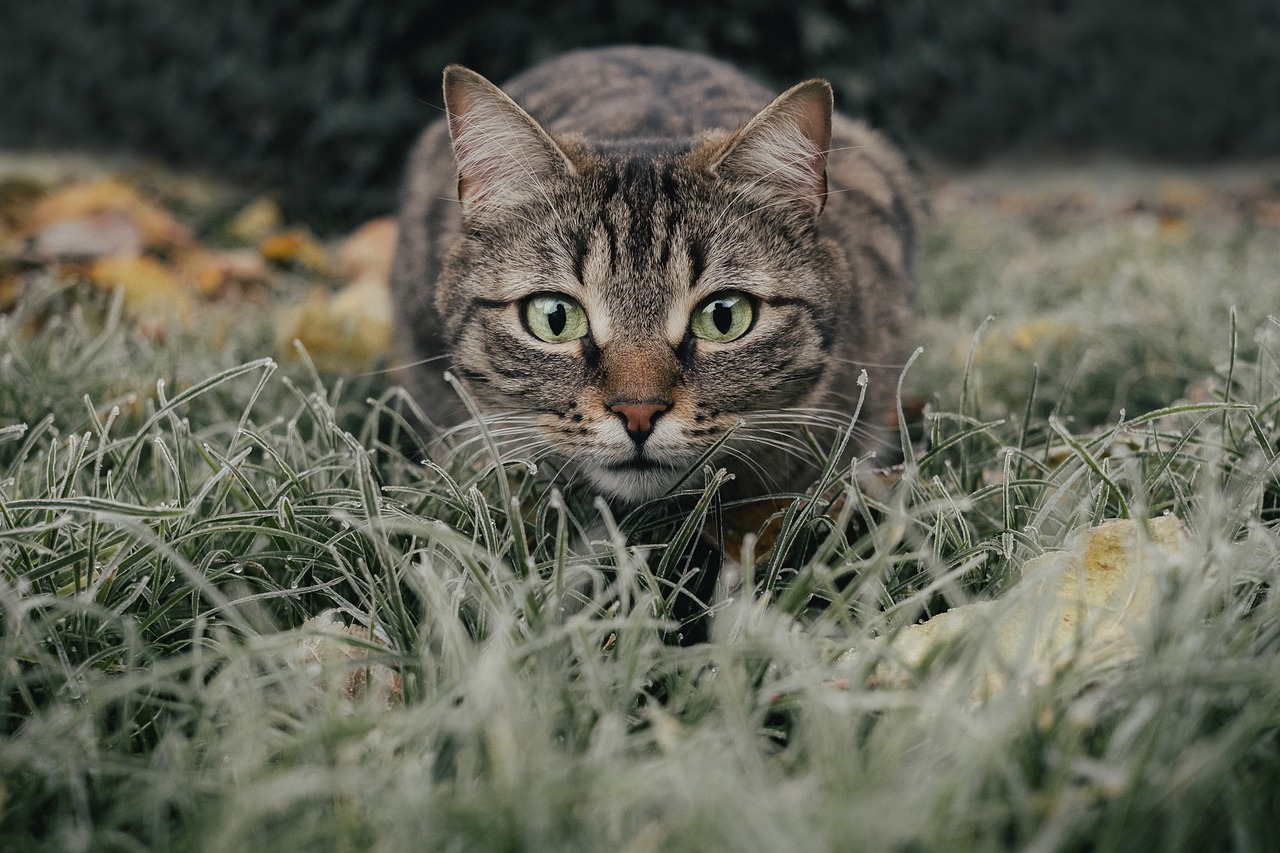 Tips for Bathing and Grooming Short-Haired Cats